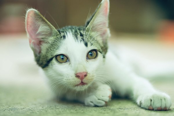 Pourquoi mon chien a-t-il peur de l'orage ?