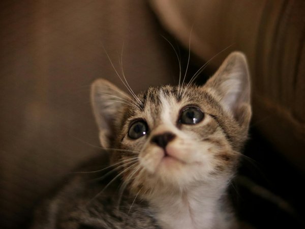 Guide ultime pour optimiser votre ruche dadant et vos abeilles