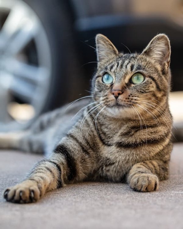 Quels sont les symptômes d'une insuffisance rénale chez le chat ?