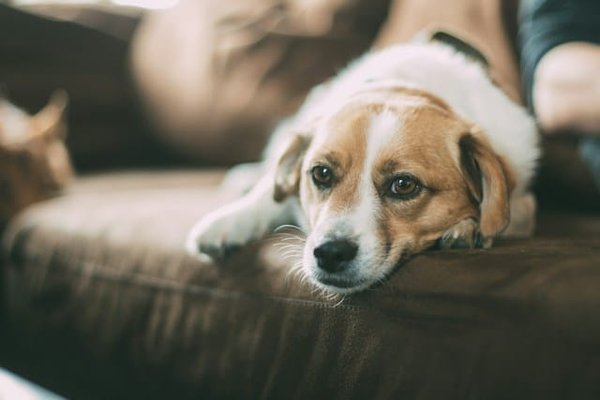 Astuces pour une hygiène dentaire optimale chez le chien