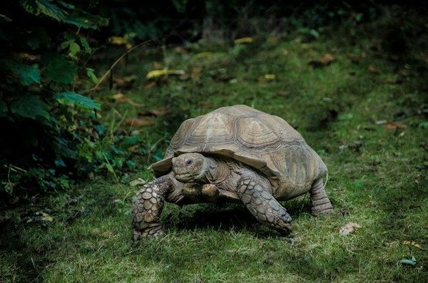 Conseils sur les soins et l'alimentation des tortues de compagnie