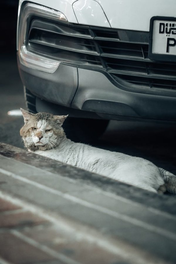 Comment entraîner un chat à faire ses besoins dans les toilettes ?