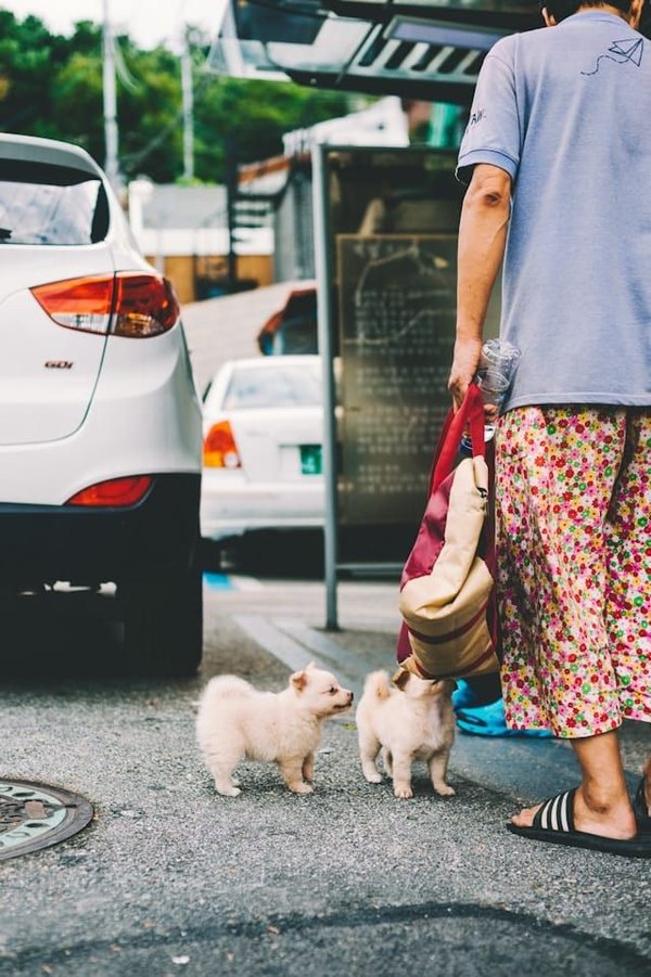 Comment gérer un chien qui a peur des véhicules ?