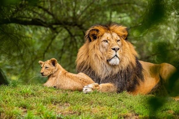 Le comportement social des lions dans la savane africaine