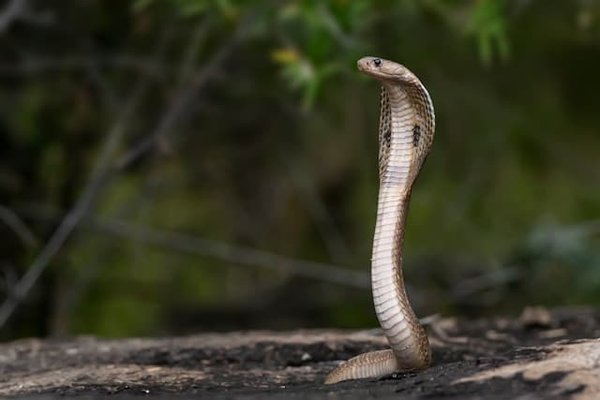 Quels sont les avantages et inconvénients d'avoir un serpent comme animal de compagnie ?