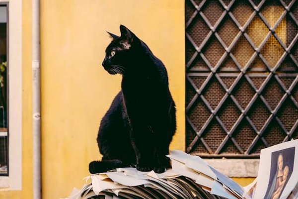 Quelles sont les meilleures astuces pour photographier un chat noir ?