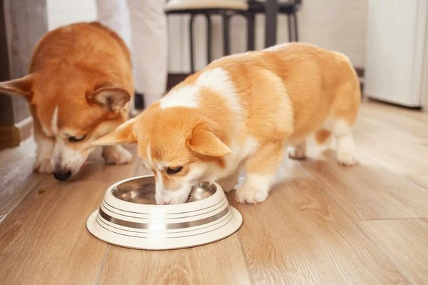 Comment choisir les pâtées pour chiots ?