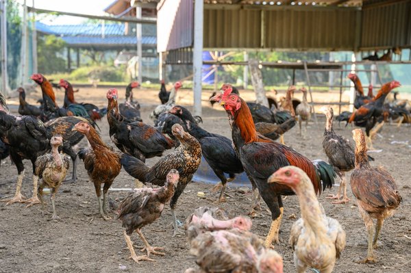 L'élevage de poules à domicile : Un guide pour tous les éleveurs
