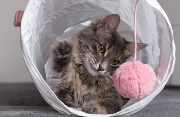 Jouets pour chats : connaître les différentes catégories sur le marché pour mieux choisir