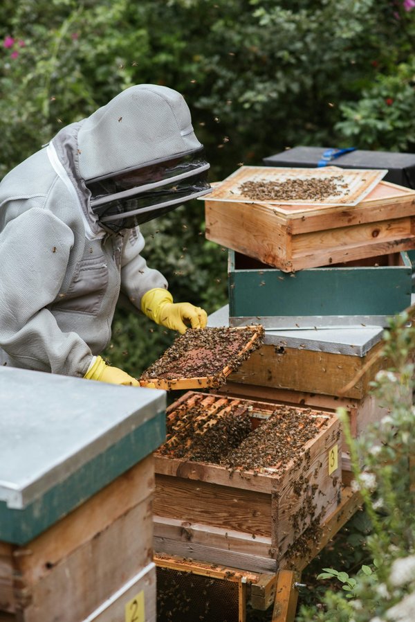 Les secrets d'une ruche dadant complète pour vos abeilles
